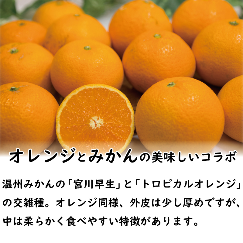 訳あり 清見タンゴール M-3L 約2kg みかん ミカン 柑橘 フルーツ 果物