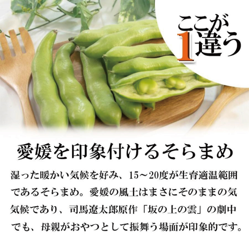 【期間限定】 訳あり そら豆 約1.5kg ( 訳あり 野菜 ソラマメ そらまめ 旬の野菜 松山 愛媛県 )