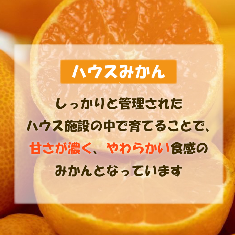 【順次発送中】訳あり ハウスみかん 約1.5kg | 柑橘 果物 くだもの フルーツ みかん ミカン 蜜柑 mikan mican 不揃い 傷 ワケアリ 訳アリ 愛媛県 松山市 約1.5kg