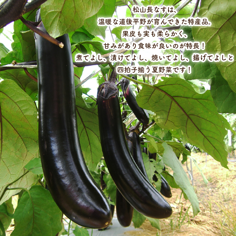 訳あり 松山長なす 約4kg | 夏野菜 茄子 わけあり 不揃い ナス 長なす ワケアリ 長ナス 野菜 国産 国内産 愛媛県 松山市 約4kg