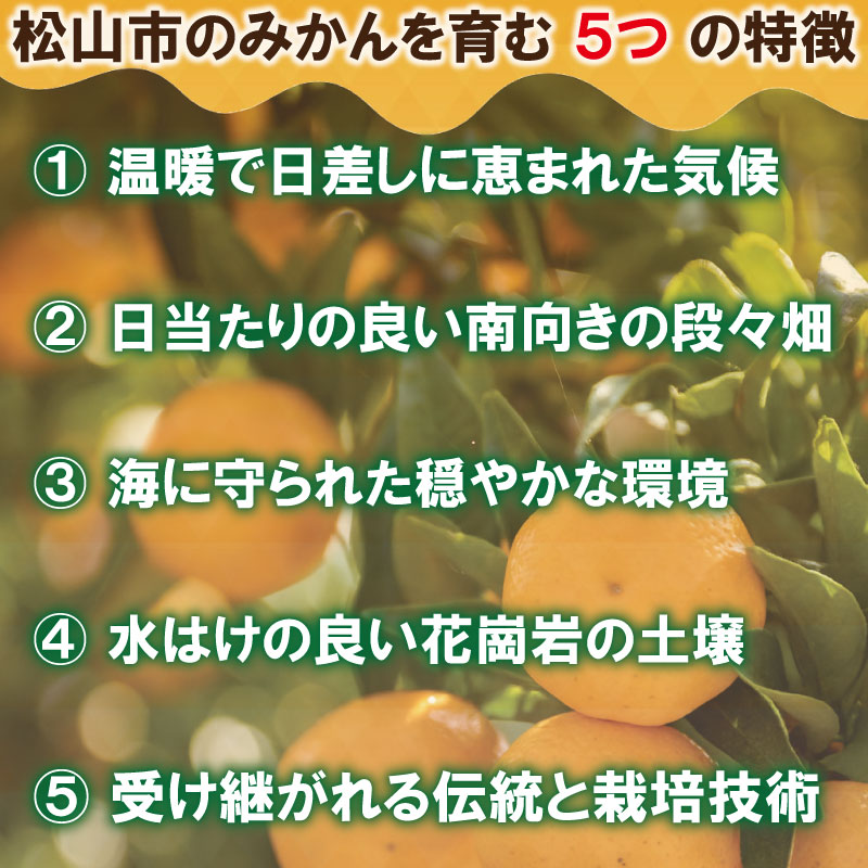 【順次発送中】 訳あり 愛媛みかん 約10kg | えひめみかん 愛媛のみかん 温州みかん みかん 温州ミカン 柑橘 果物 蜜柑 えひめのみかん くだもの フルーツ みかん ミカン mikan mican 不揃い 傷 ワケアリ 訳アリ 愛媛県 松山市 約10kg