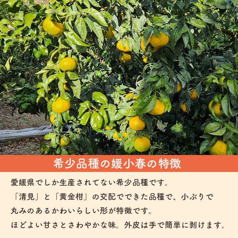 【先行予約】媛小春 2.5kg 家庭用 | 媛小春 ひめこはる みかん 希少柑橘 農家直送 愛媛 松山 フルーツ 果物 くだもの 2.5キロ 数量限定 期間限定 送料無料 柑橘 みかん フルーツ 果物