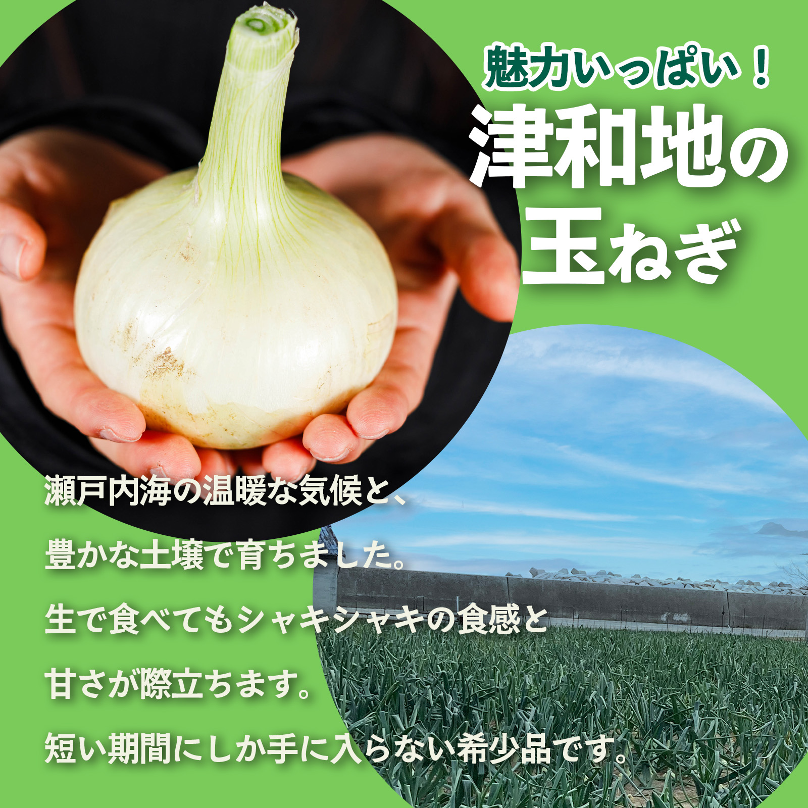【先行予約】 津和地新玉ねぎ 5kg【津和地ブランド玉ねぎ】愛媛 松山 ブランド玉ねぎ 津和地島産 野菜 農家直送 期間限定 たまねぎ ドレッシング スープ ハンバーグ サラダ 人気 おすすめ 5kg