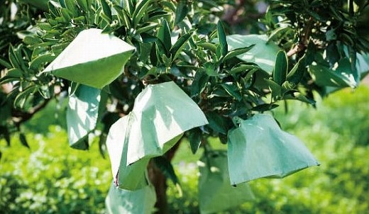 【2月中旬から発送】 せとか＜小玉＞ 約3kg