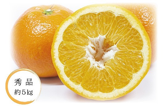 【先行予約】【2026年1月中旬から発送予定】いよかん＜秀品＞約5kg