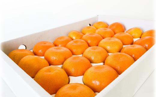 【6月下旬から発送】 2025年6月より発送 ハウスみかん（温室みかん・ハウス栽培)【期間限定】