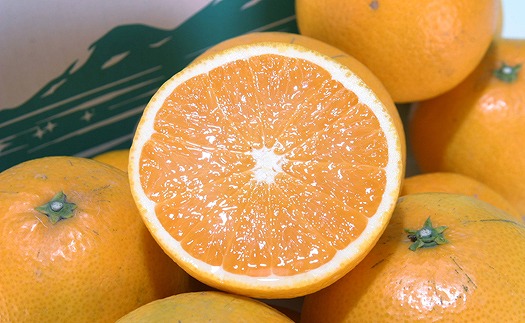 サマー清見 4kg 【2026年4月上旬から発送予定】  愛媛 中島産 愛媛県産 みかん 柑橘 希望の島