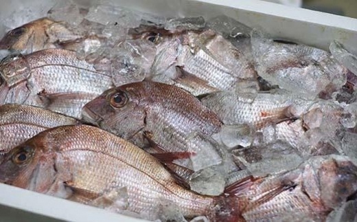 ＜マキノ海産＞真鯛・ふぐ一夜干しセット