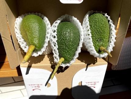 【先行受付】油分たっぷり！！露地栽培の国産アボカド 1kg | アボカド 国産 ベーコン フェルテ ピンカートン ヘルシー ダイエット 美容 愛媛県 松山市