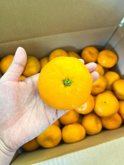 家庭用 ハウスみかん 5kg