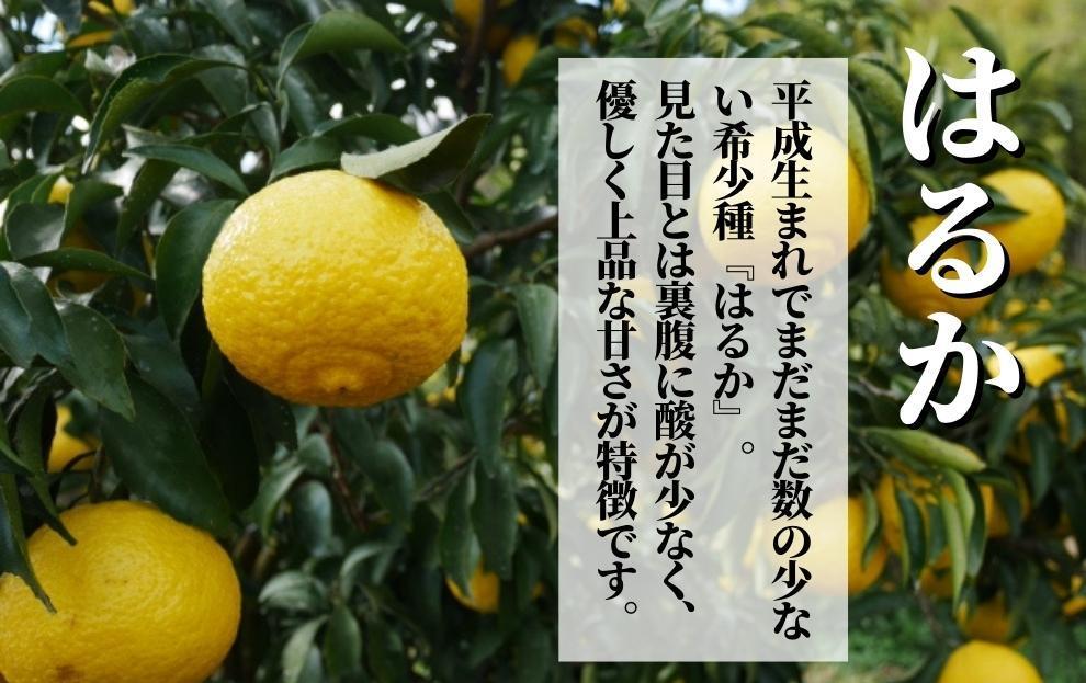 【はるか】良品約2.5kg ＜2026年2月～3月中旬頃発送＞