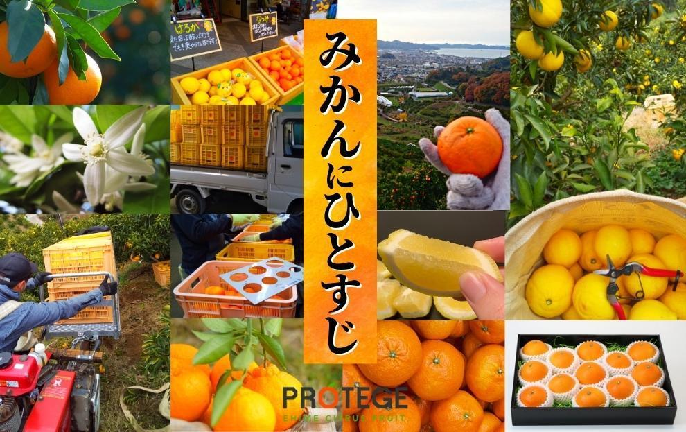 【早期予約受付中！2025年12月～順次発送】二種のみかん食べ比べ箱 愛果28号・はれひめ(家庭用)約 2.8kg 2.8kg