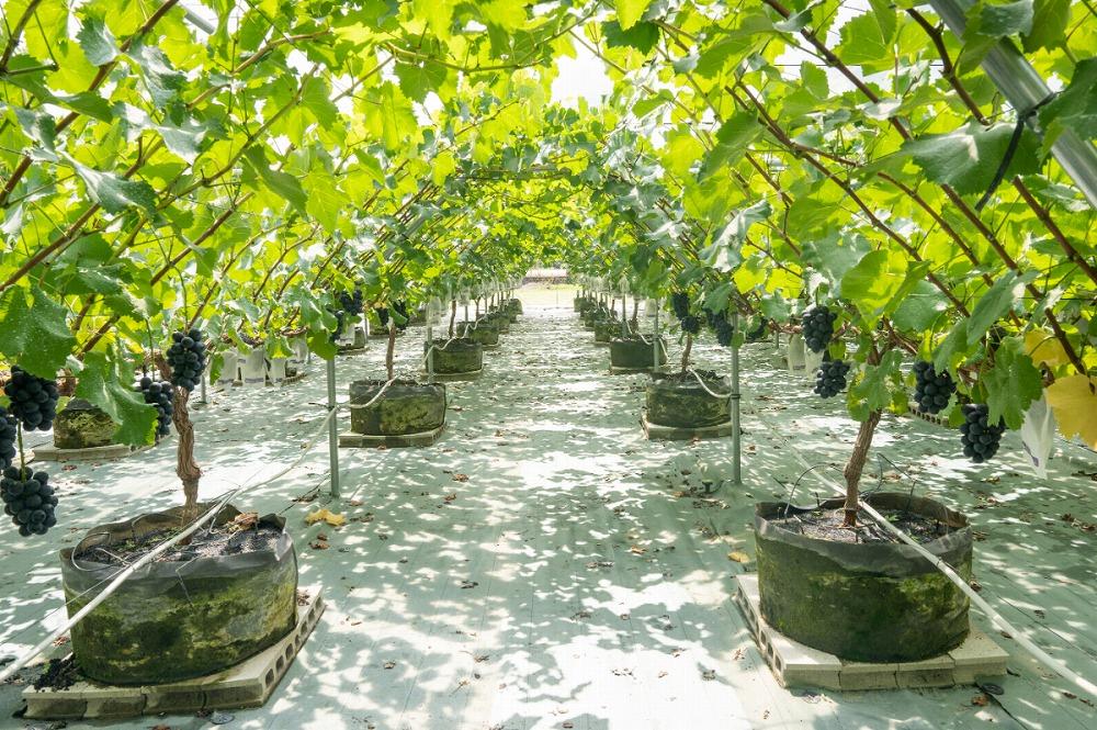 マスカット 2025収穫分先行予約 シャインマスカット ぶどう 大粒 特選 ぶどう宝石箱 ギフト ナガノパープル 約 600g 18粒 ずつ 1箱 36粒