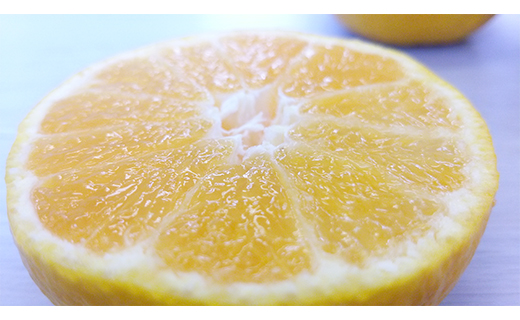 みかん 媛小春 2kg 【2026年3月上旬から発送予定】 愛媛 中島産 希望の島