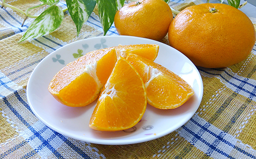 【2026年2月中旬から発送】ジャンボ甘平 特大（6L以上） 約1kg（2玉）【2月中旬から発送予定】 化粧箱入 愛媛県産 柑橘 みかん 希望の島