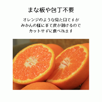 【2025年12月下旬頃から順次発送】はれひめ 約2.5kg みきゃん箱入 愛媛県産 柑橘 みかん 贈答 可愛い 愛媛県 松山市