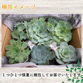 多肉植物 グリーノビア 6種 おまかせセット (多肉植物 観葉植物 グリーノビア おまかせセット ): 松山市ANAのふるさと納税