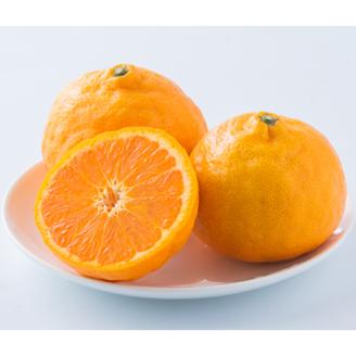 ★発送は4月下旬～★ カラマンダリン 2.5kg（MからLサイズ） 2.5kg