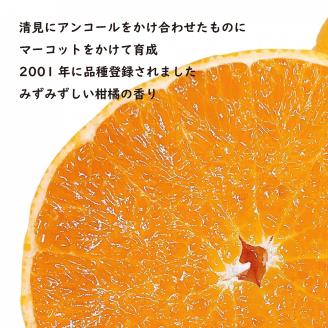 【 先行予約 】せとか 約 3kg (9~13玉) 秀品 3月配送 愛媛 松山市 柑橘 高級 糖度
