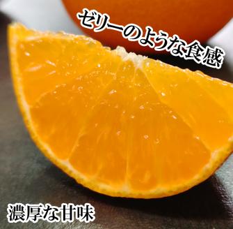 あいか 愛果48号 約 1.5kg 6玉 【2026年3月下旬から発送予定】 特選品 期間限定 愛媛県産 みかん 柑橘 希望の島