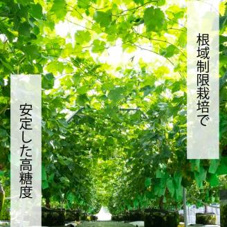 マスカット 2025収穫分先行予約 シャインマスカット 1kg バラ粒 500g 2パック 小分け 早朝 収穫 新鮮 松山