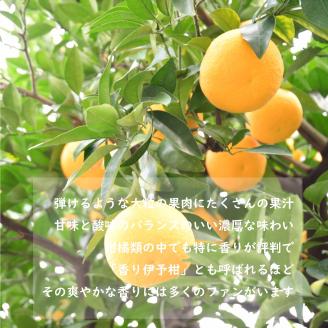 【2026年1月下旬ごろ順次発送】 伊予柑 いよかん 約 10kg 愛媛 興居島 柑橘 糖度 別名 宮内伊予柑