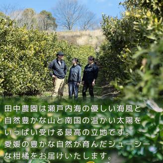 不知火（しらぬい）約3kg  ご贈答用 【2月下旬から順次発送】 デコポンと同品種 贈答用3kg