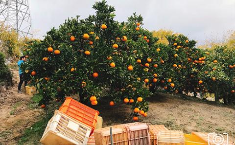 ★ANA限定★先行予約 石丸農園伊予柑の木１本まるごとオーナー制度（１年間）