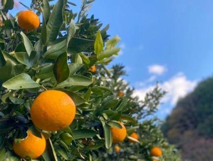 【2026年1月中旬より発送】【自然栽培】宮内伊予柑 皮ごとストレート 720ml 6本 ジュース 果汁100％ 愛媛県産