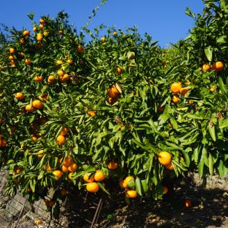 【2025年11月上旬から順次発送】温州みかん 2kg  南柑20号 みかん 早生 わせ 愛媛県産 みかん 松山市 みかん 中島 みかん 2kg ¥5,000