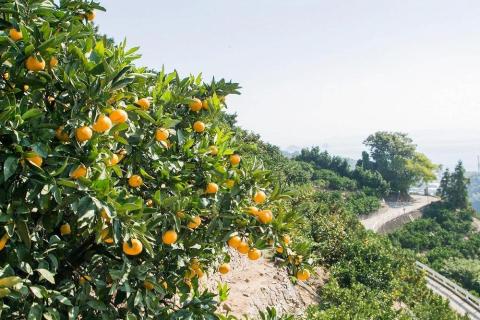 【発送は3月上旬から】 松山市中島産 せとか 無地 M～2L 2.5kg