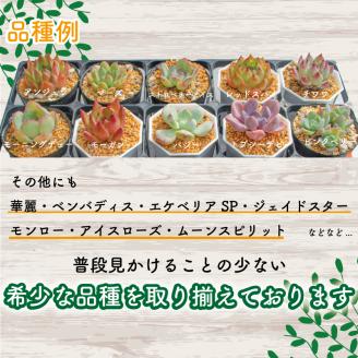 多肉植物 エケベリア 6種 おまかせセット