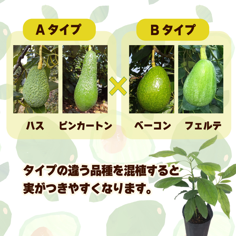 アボカド接ぎ木苗  ベーコン（Bタイプ）１年生中苗１本 ｜苗 ガーデニング 農業 家庭菜園 野菜 アボカド  あぼかど 国産 アボカド サラダ アボカド 料理 アボカド 健康 アボカド 森のバター 愛媛県 松山市 ベーコン