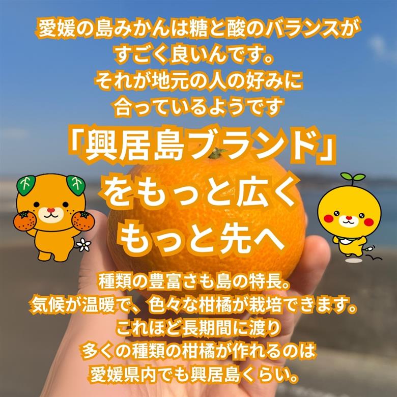 【先行予約】 温州みかん 2kg 興居島産 ランダムサイズ 優品以上 愛媛産 愛媛県産 国産 愛媛みかん 愛媛蜜柑 愛媛ミカン みかん ミカン mikan 蜜柑 柑橘 フルーツ 果物 くだもの お取り寄せ 産地直送 数量限定 人気 おすすめ 愛媛県 松山市
