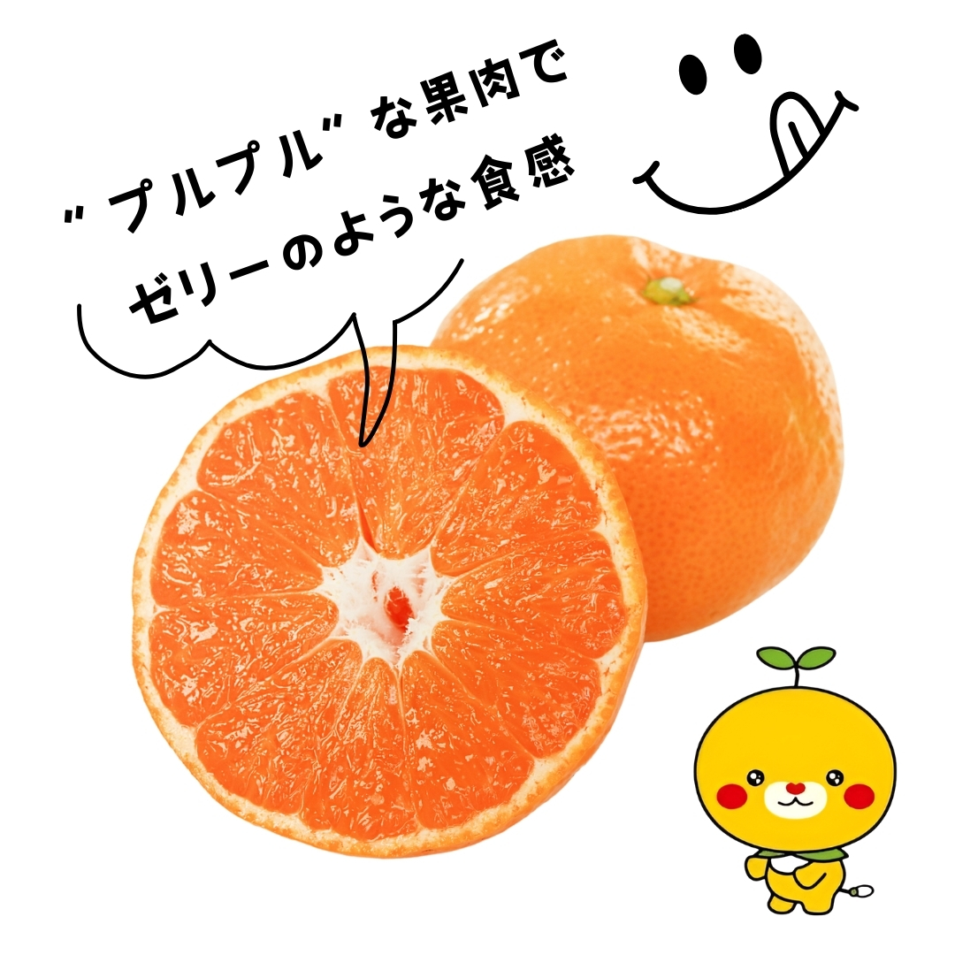 【先行予約】 愛果28号 お試し3個入りセット 愛媛産 愛媛県産 国産 愛媛みかん 愛媛蜜柑 愛媛ミカン みかん ミカン mikan 蜜柑 柑橘 フルーツ 果物 くだもの お取り寄せ 産地直送 数量限定 人気 おすすめ 愛媛県 松山市