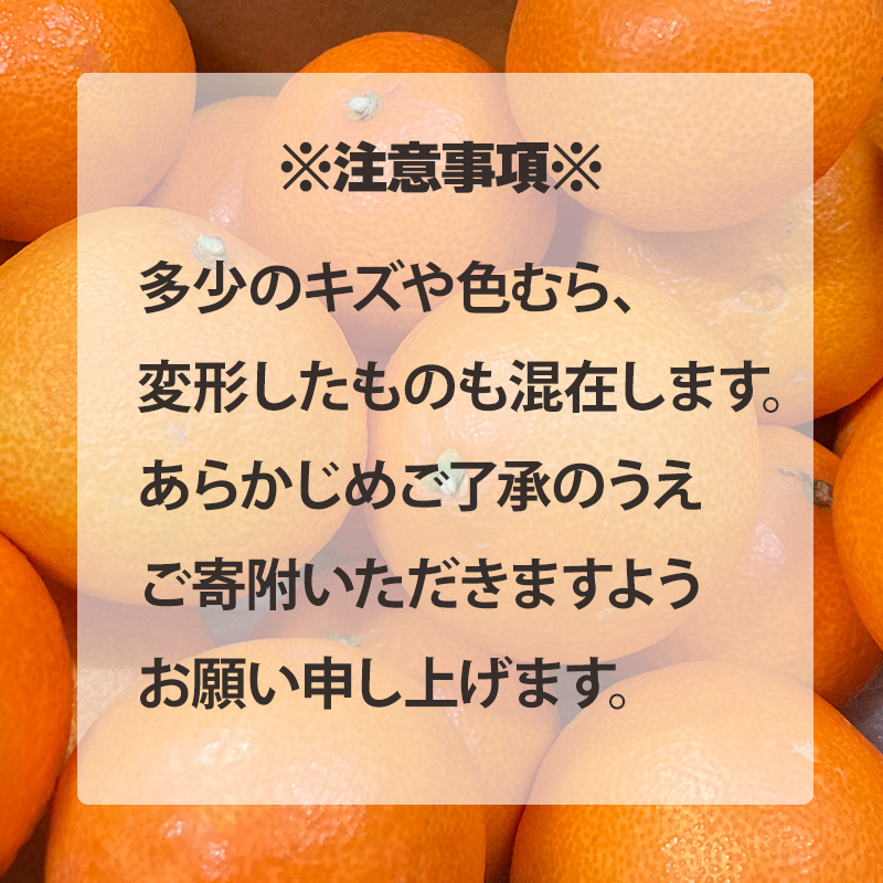 愛果28号 （ 紅まどんな と同品種 ） 約2.5kg 【2025年12月から順次発送 】あいか 家庭用 愛果 みかん 柑橘 蜜柑 フルーツ 松山市 愛媛県 数量限定 2.5kg