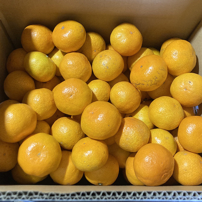 温州みかん 約5kg【2025年11月から順次発送】えひめみかん 愛媛みかん 温州みかん ミカン 柑橘 蜜柑 フルーツ くだもの 果実 松山市 愛媛県 数量限定