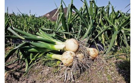 【2026年6月から発送予定】 松山市北条産 風早の里 玉ねぎ 7kg | 玉葱 たまねぎ 野菜 やさい 野菜炒め 焼きそば カレー 味噌汁 料理 調理 お取り寄せ グルメ 人気 おすすめ 愛媛県 松山市