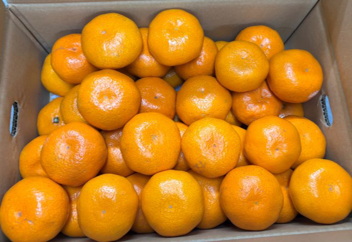 【発送は11月中旬から】 中島産 みかん S～L サイズ 5kg