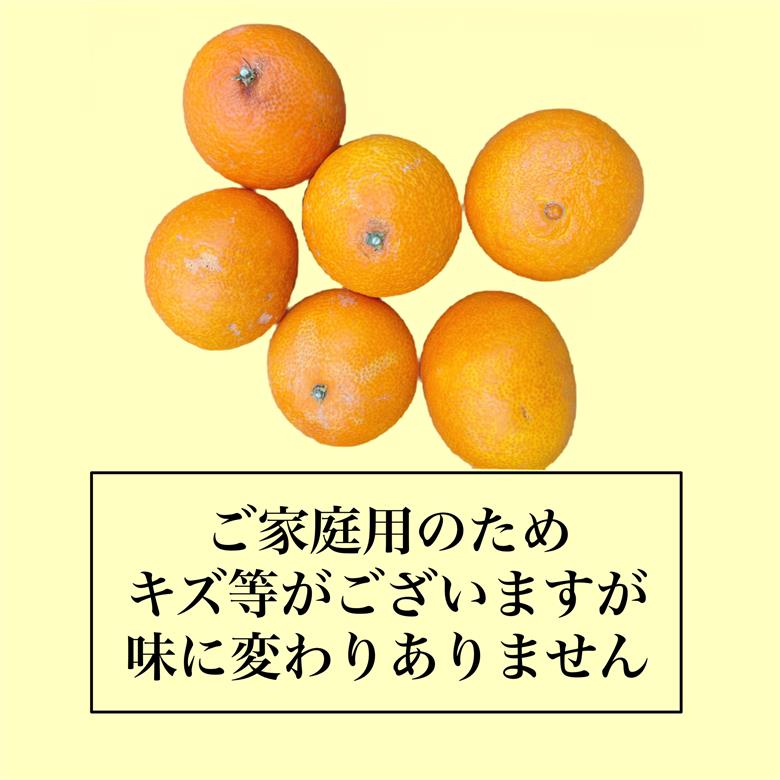 【11月下旬から発送】  紅まどんな M ~4L 5kg [ご家庭用]