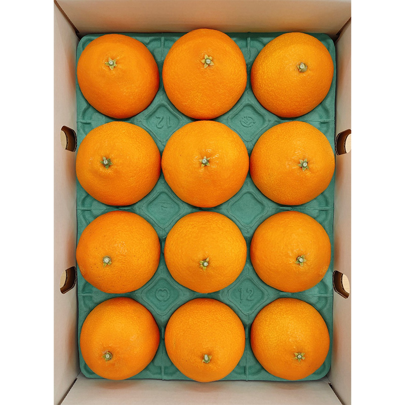 紅まどんな【JAえひめ中央】 青秀　L～2Lサイズ　3kg