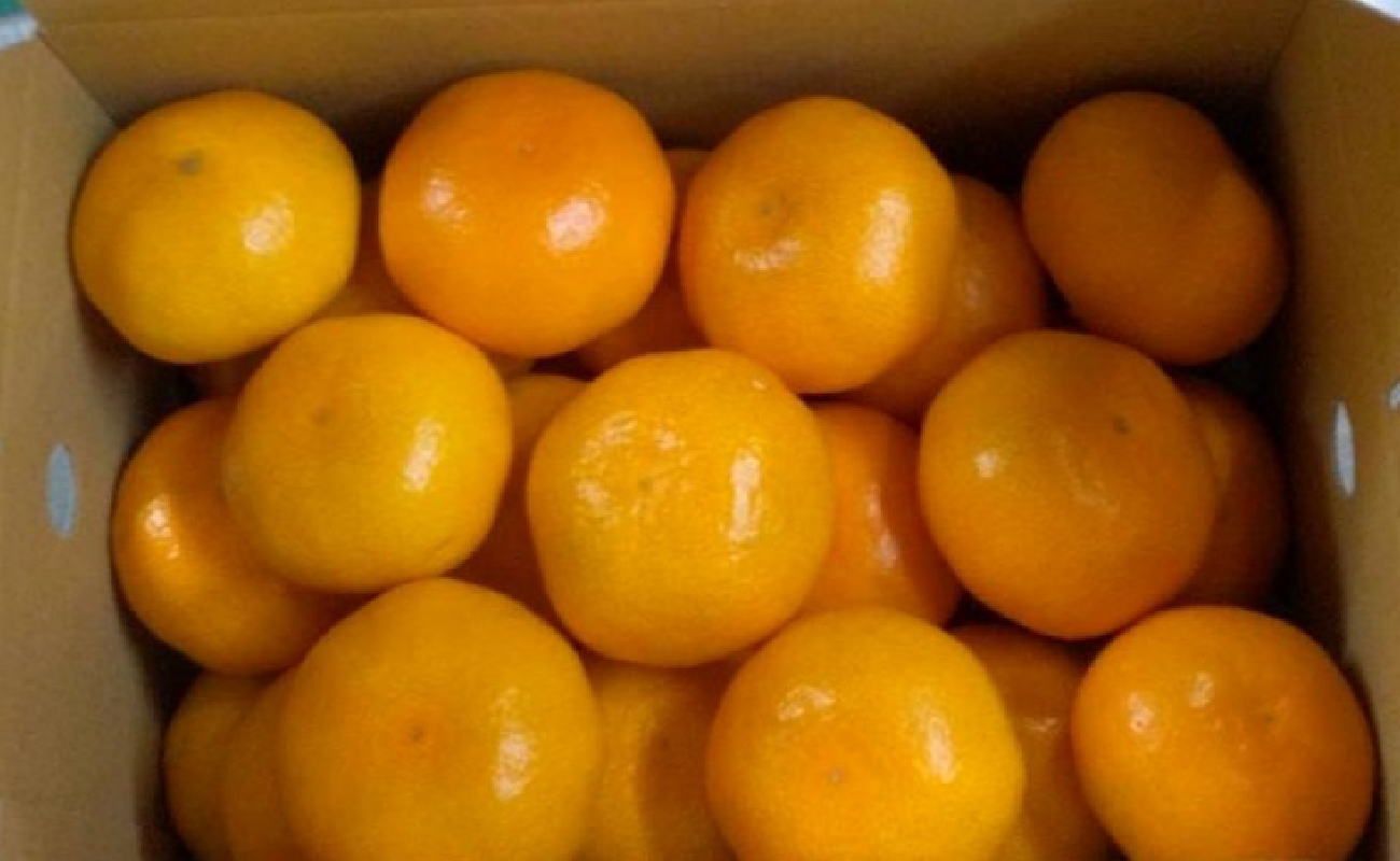 【2025年11月下旬から発送】興居島 みかん S～L サイズ（約3kg）