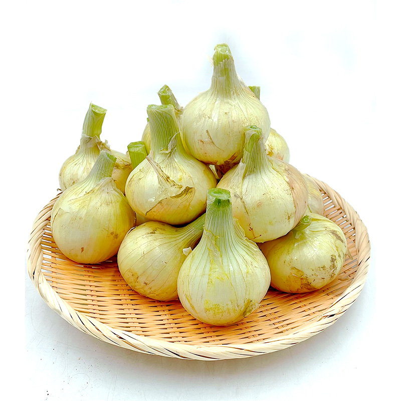 ＜3月中旬から発送＞松山市津和地島産 新玉ねぎ 4kg 3月中旬から発送