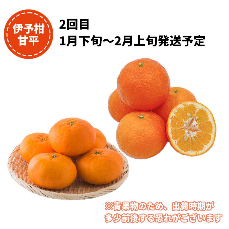 柑橘4品種お届け！満喫セット 3回 定期便 （ 紅まどんな / 甘平 / せとか ）