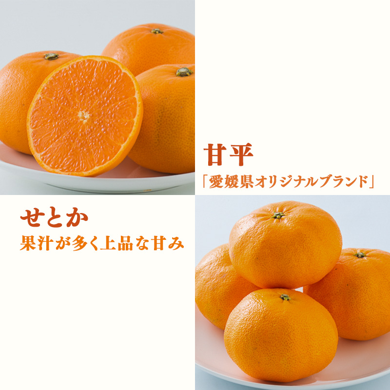 【1月下旬から発送】 【松山市ふるさとセット】 伊予柑 甘平 せとか レモン 柑橘満喫セット（ 愛媛みかん 愛媛ミカン みかん ミカン mikan 蜜柑 フルーツ 果物 くだもの お取り寄せ 産地直送 数量限定 人気 おすすめ 愛媛 松山 フジ・アグリフーズ）