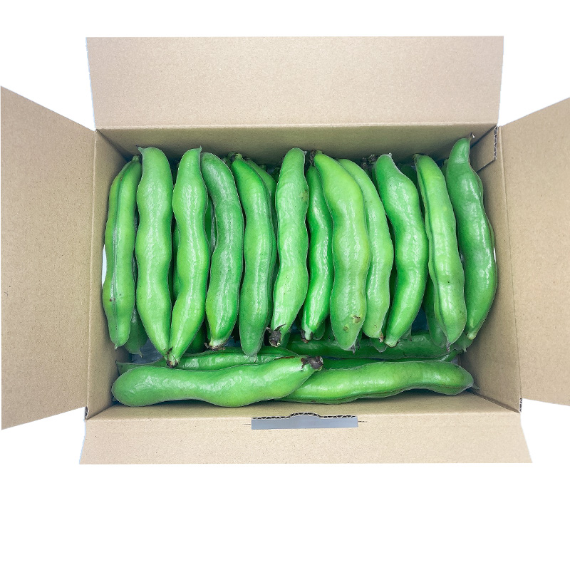 【先行予約】【4月下旬から発送】 ＜松山ブランド＞松山一寸そらまめ 1.5kg （ 春野菜 ソラマメ そら豆 空豆 産地直送 期間限定 愛媛 松山 フジ・アクリフーズ ） 1.5kg