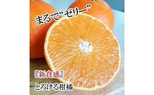【先行予約】【12月中頃から順次発送予定】 愛果28号 訳あり品 2kg あいか 愛果 みかん 蜜柑 わけあり 家庭用 柑橘 あいか28号 ミカン mikan フルーツ 果物 かんきつ くだもの 甘い 甘み 酸味 ジューシー 果汁 果肉 秀品 数量限定 期間限定 旬 お取り寄せ 訳アリ 産地直送 農家直送 国産 愛媛県 松山市