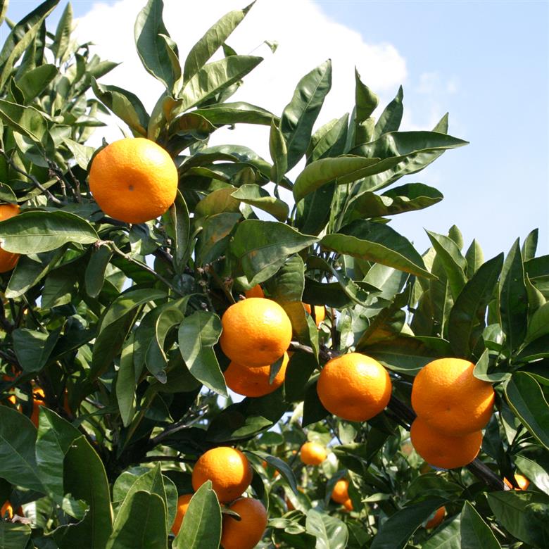 【11月下旬頃から発送予定】温州みかん 2kg 愛媛 中島産 希望の島 家庭用 みかん 柑橘 2kg ?6,000