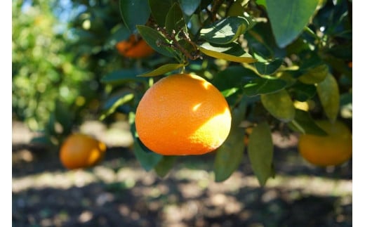 【先行予約 2026年1月中旬から発送予定】宮内伊予柑 ５kg 5kg