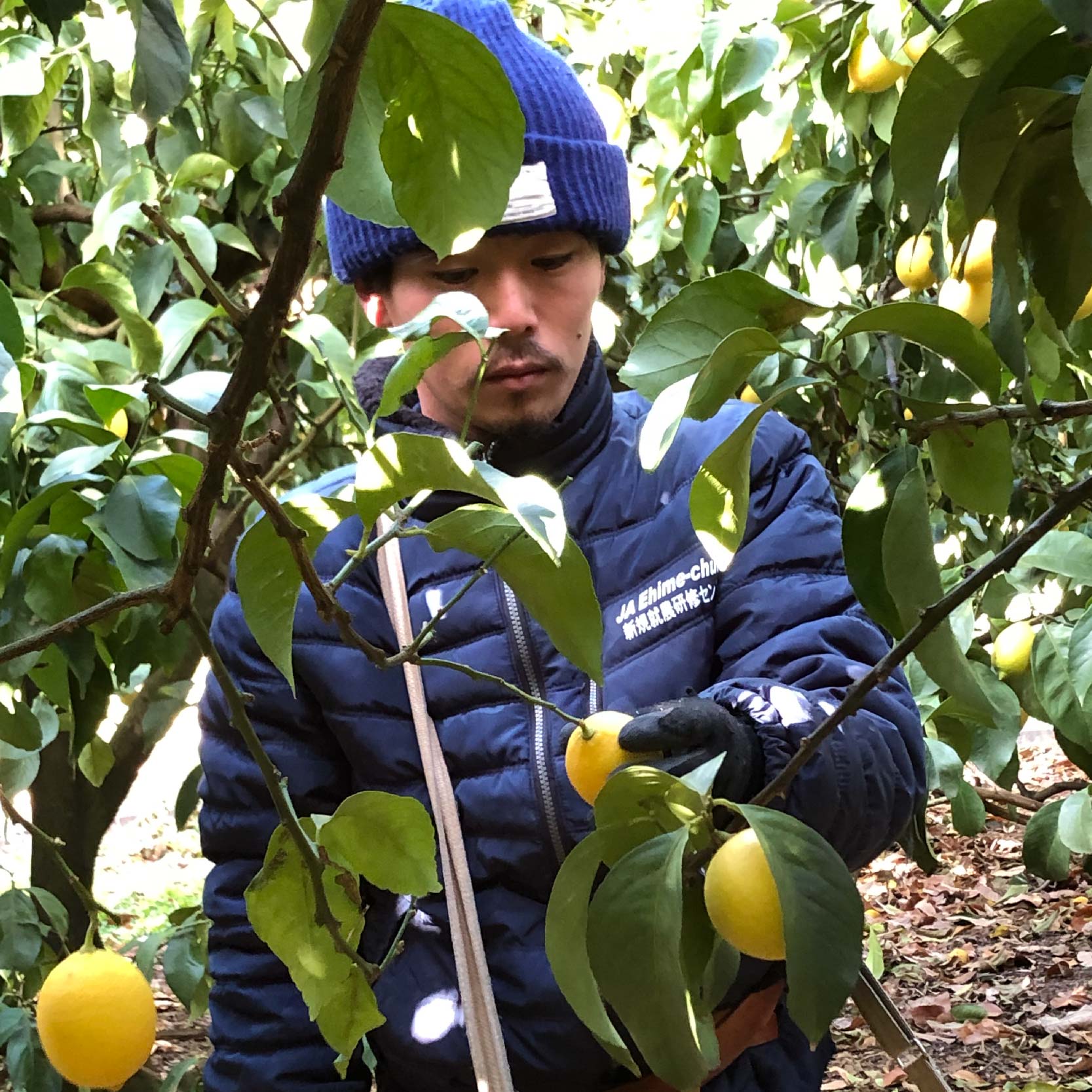 【訳あり】 数量限定 もりのしずくレモン イエローレモン 5kg 国産 レモン 先行予約 訳あり イエローレモン5kg